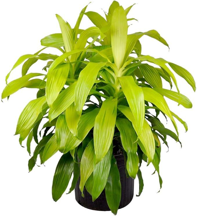 American Plant Exchange Dracena Limelight XL Madagascar Dragon Tree Live Plant, 3 Gallon, Indoor/... | Amazon (US)