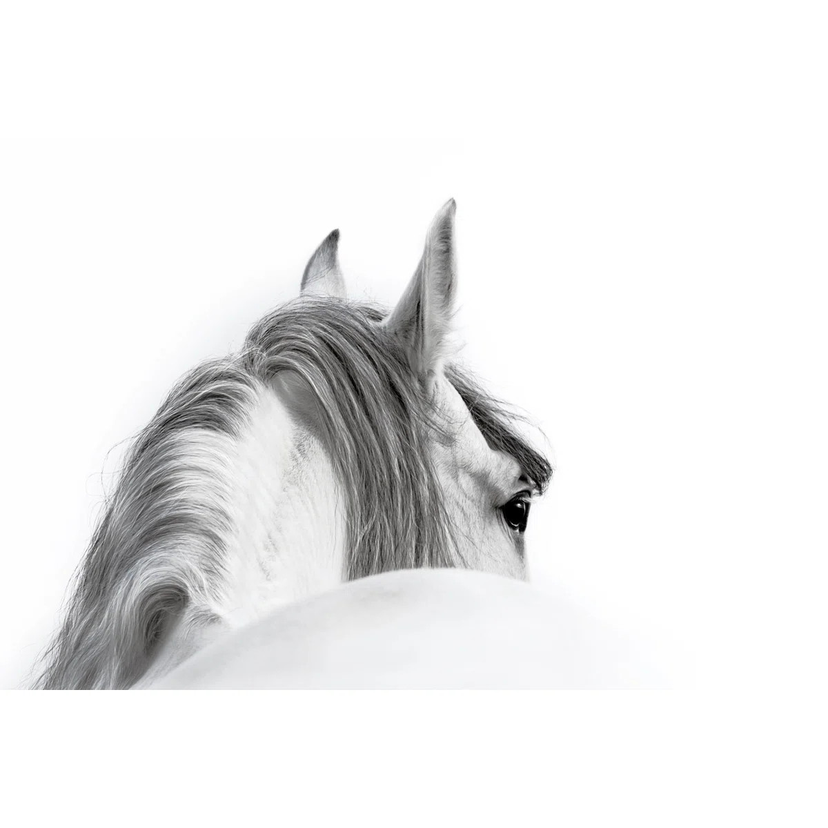 " Black And White Horse " | Wayfair North America