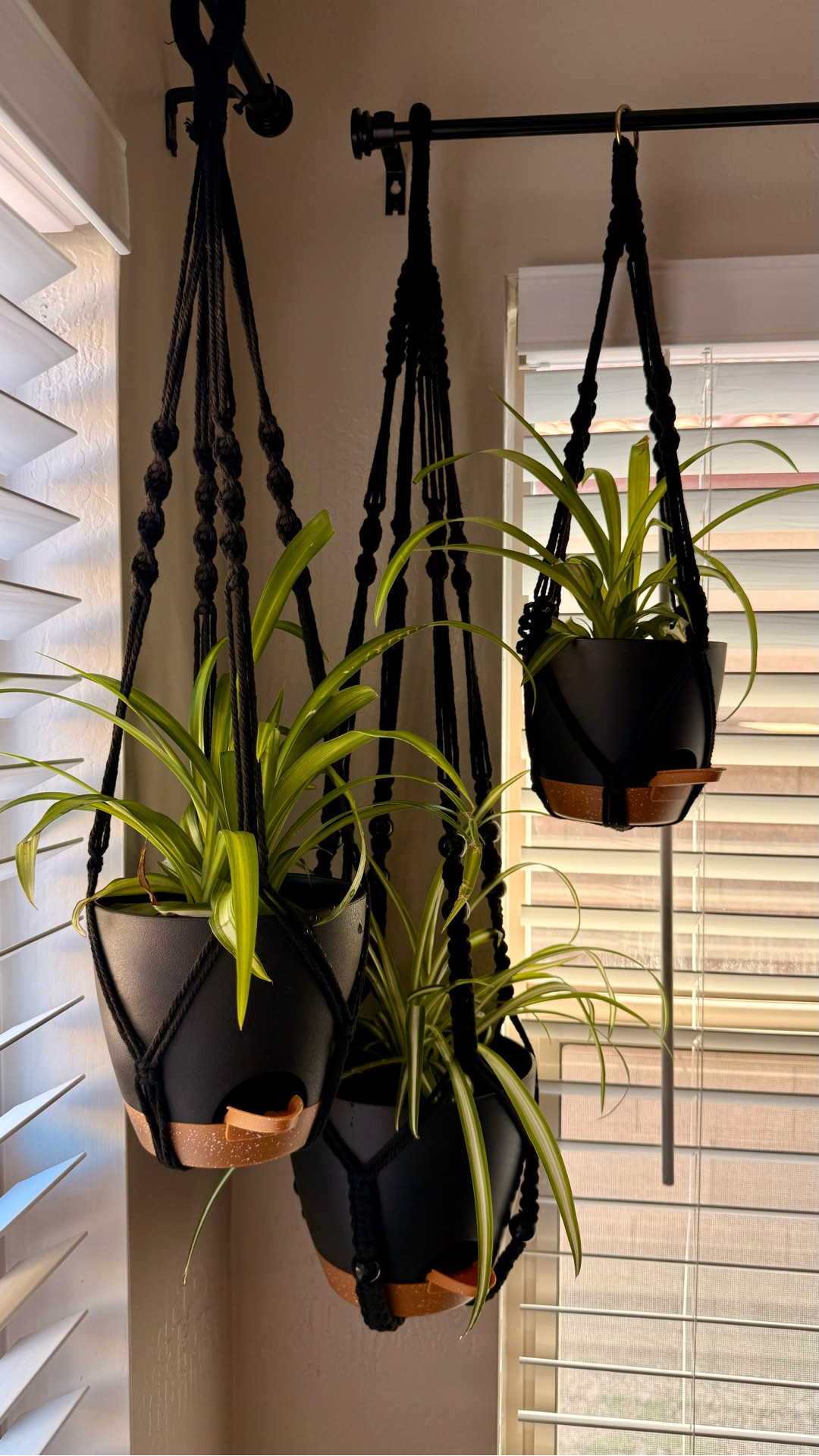 Organic peat free potting mix from Walmart and self watering hanging planters from Amazon!

#LTKSaleAlert #LTKHome #LTKmomlife