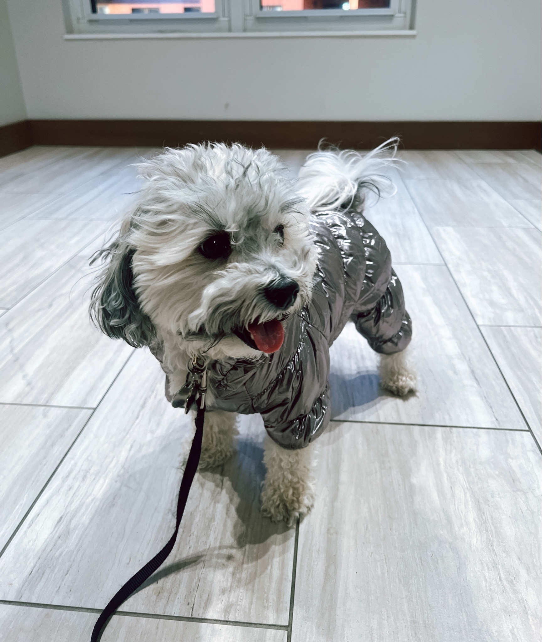 Snow onesie for your four legged baby 

#LTKSeasonal #LTKfamily #LTKhome