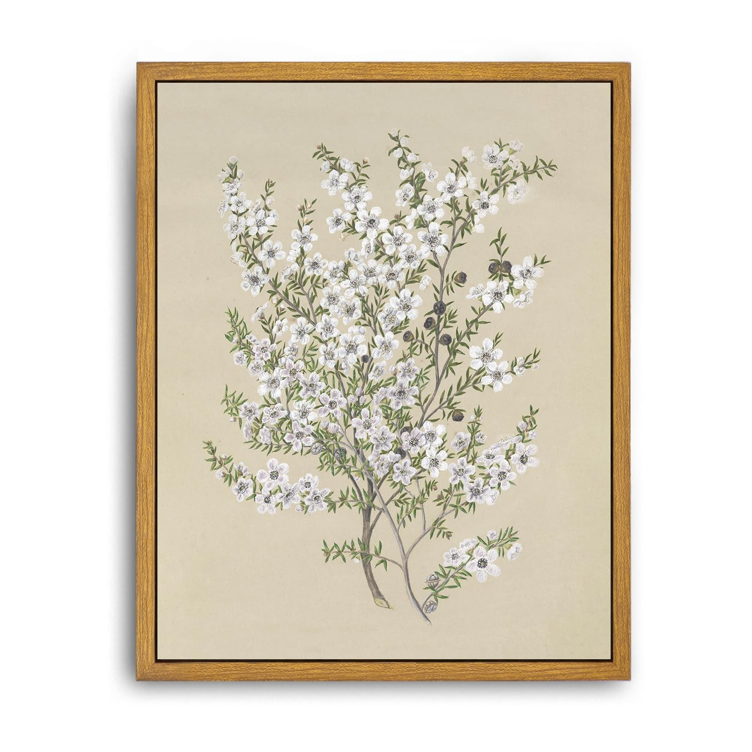 Roslynity Framed Canvas Wall Art Vintage Print Paintings Flower Drawing Plant Manuka Neutral Flor... | Amazon (CA)
