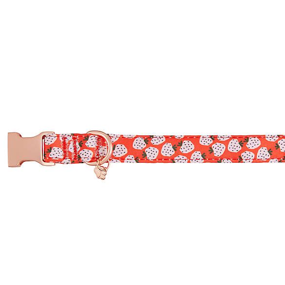 Top Paw® Strawberry Neoprene Adjustable Dog Collar | PetSmart