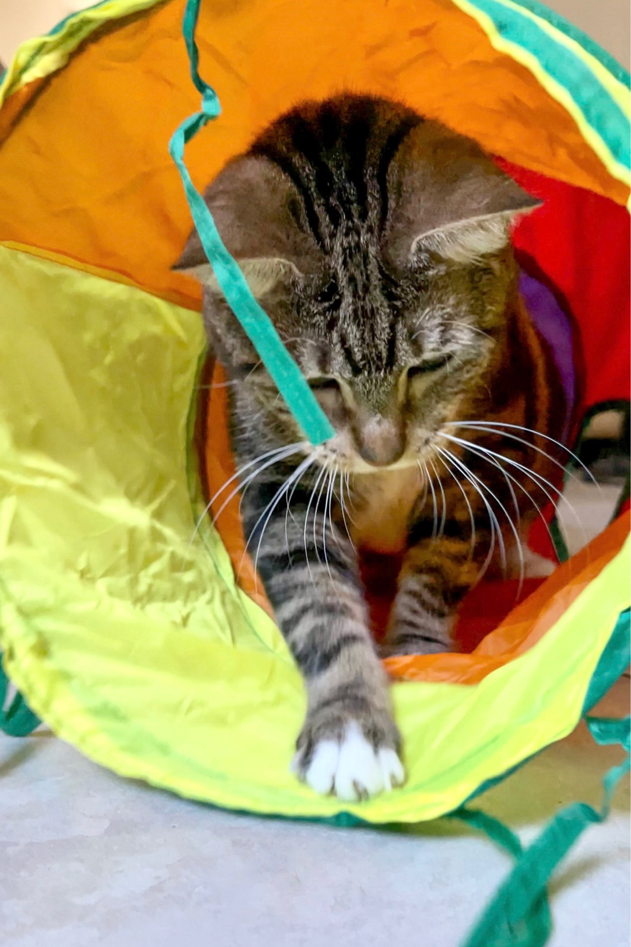 Dorakitten Cat Toys Kitten Rainbow Tunnel - 20PCS Indoor Interactive Toys 

#LTKFind #LTKunder100 #LTKunder50