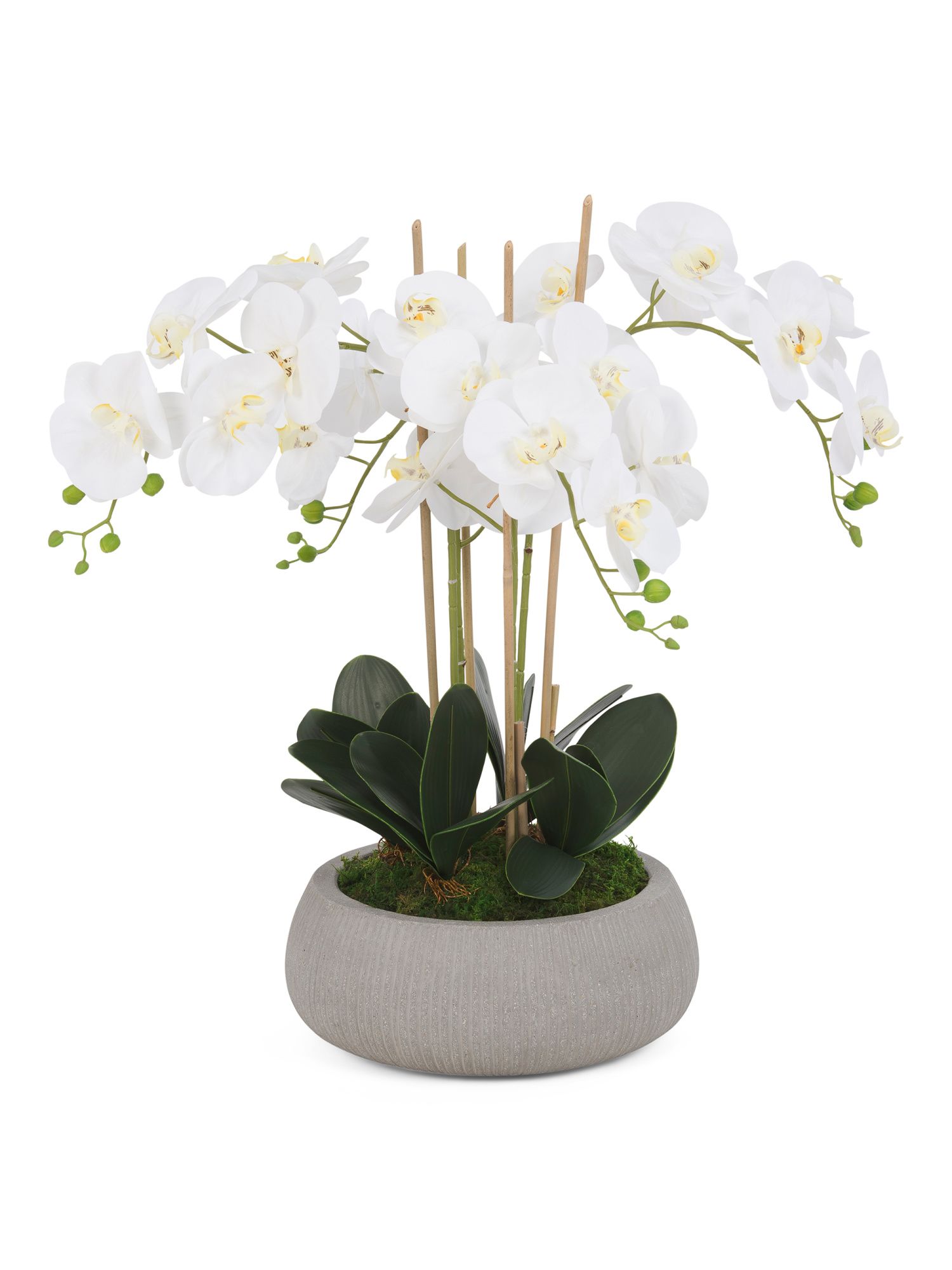 Orchid In A Round Planter | Marshalls