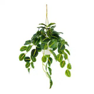 22" Prayer Plant in Hanging Ceramic Pot by Ashland® | Michaels | Michaels Stores