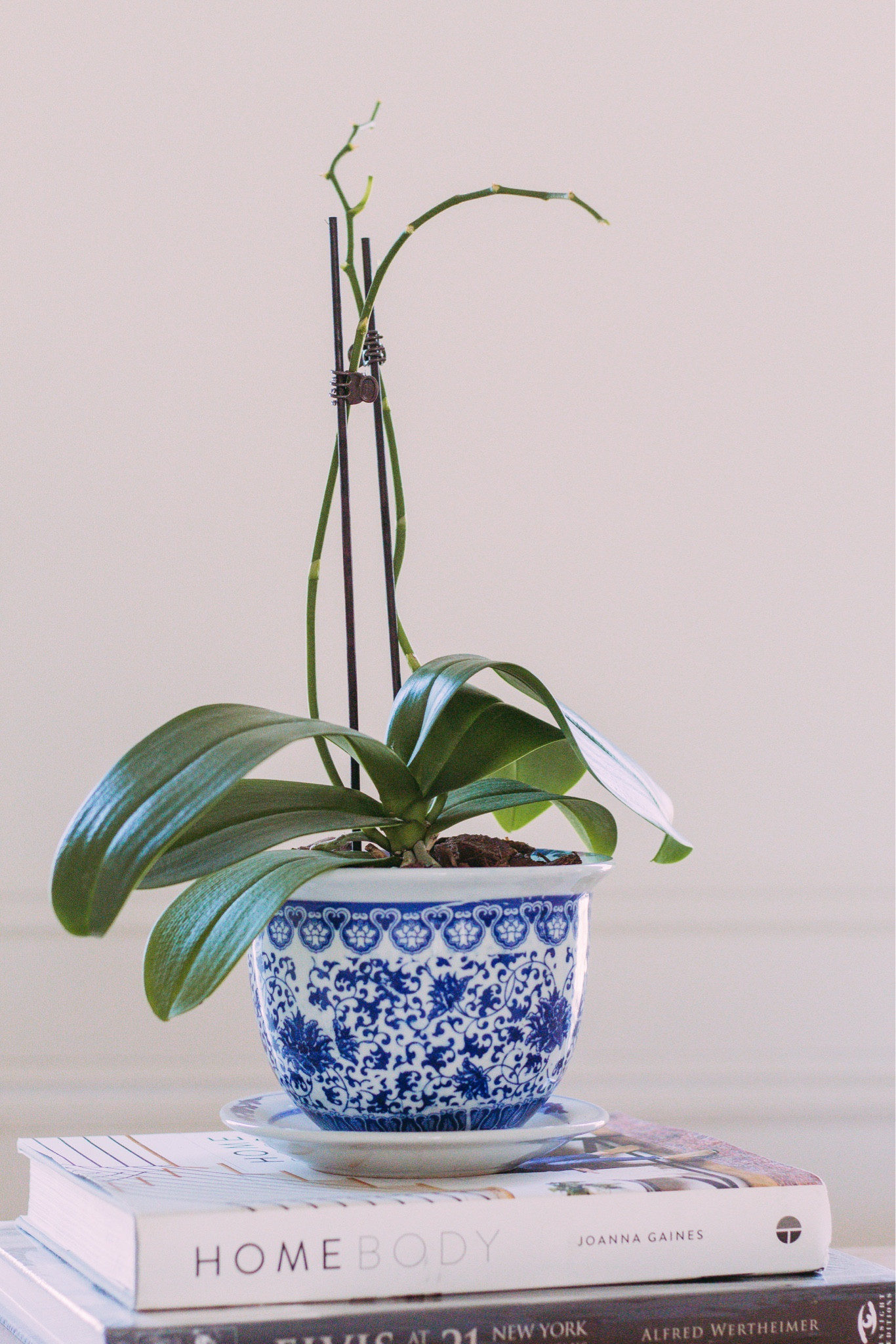 My little blue and white pot from Amazon. Such great quality and print for the price!

#LTKHome