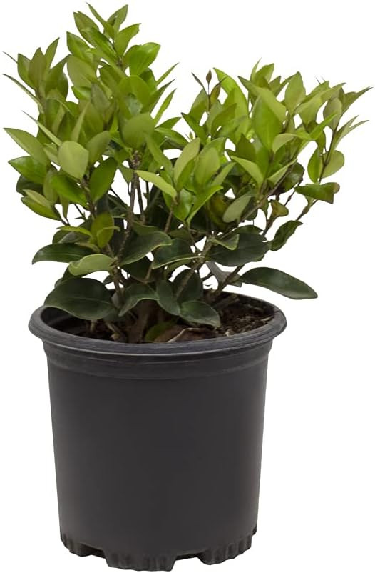 Ligustrum Plant, Ligustrum Waxleaf Privet Indoor Plants, Ligustrum Japonicum Texanum Outdoor Plan... | Amazon (US)