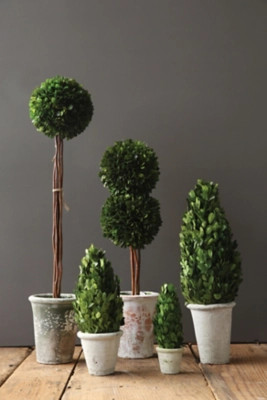 17" Preserved Boxwood Cone Topiary In Clay Pot, Green | Ashley Homestore
