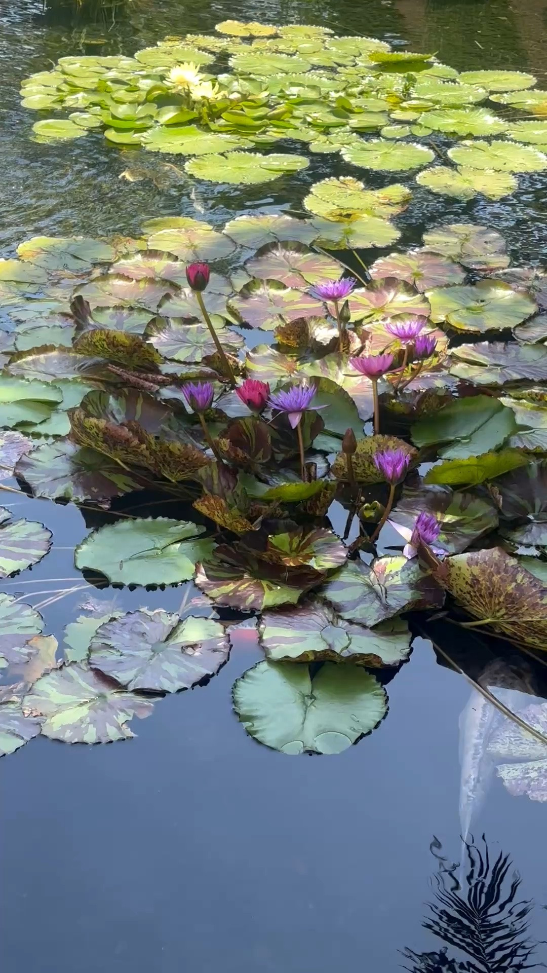 Imagine waking up to the soothing sound of water in your own backyard.
With blooming lotus, graceful koi, and a peaceful outdoor fountain, this type of water feature creates a private retreat that feels restorative, serene, and quietly luxurious. It’s the kind of backyard escape that brings wellness, rejuvenation, and a sense of everyday getaway right at home.

#BackyardRetreat #KoiPond #OutdoorFountain #WaterFeature #OutdoorWellness #BackyardInspiration #LotusPond #OutdoorLiving #BackyardGetaway #GardenDesign #LandscapeDesign #GardenInspiration #Rejuvenation #WellnessAtHome

#LTKdayinmylife #LTKActive #LTKTravel