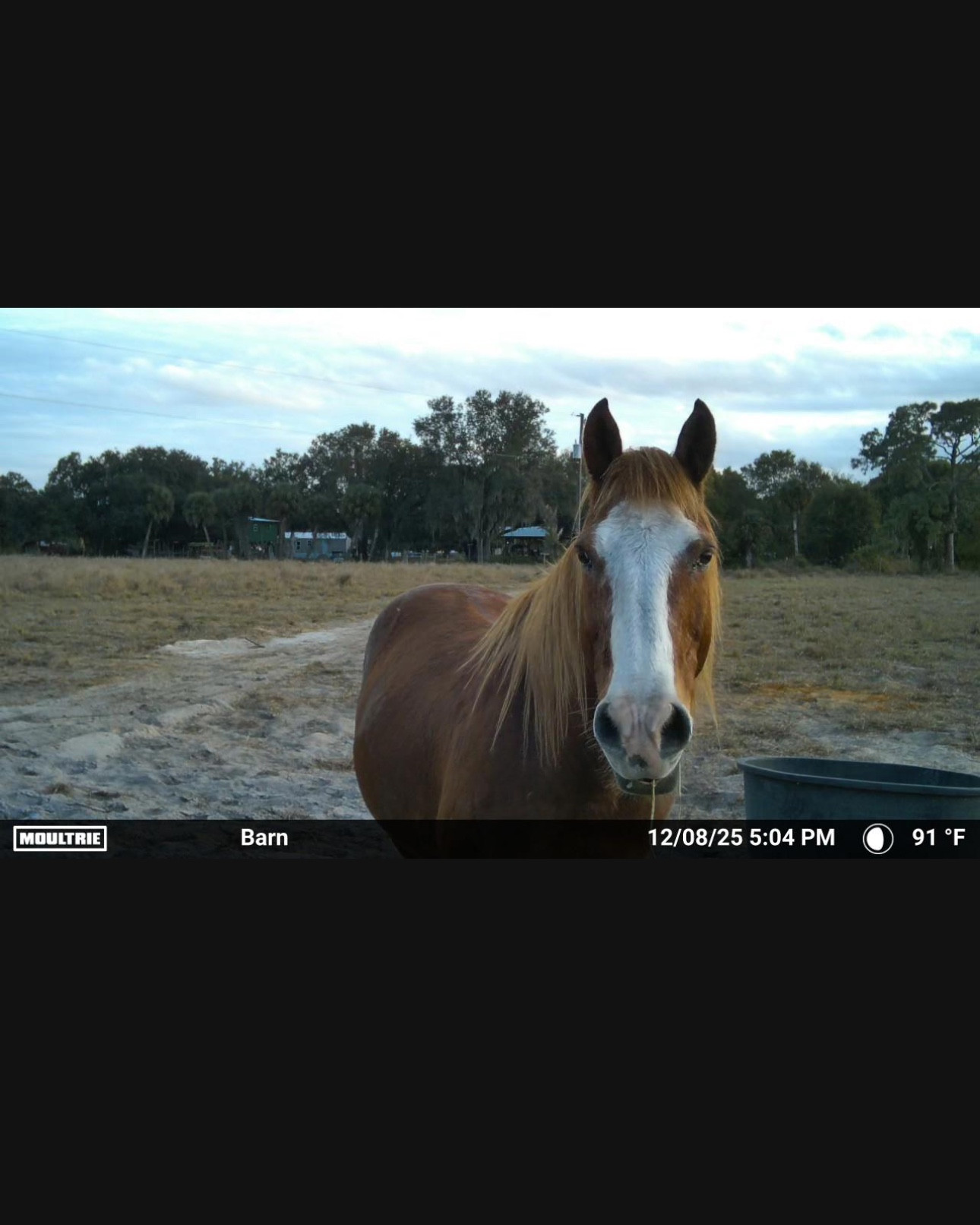 Trail camera we use to watch the horses since we don’t have wifi at the farm! 

#LTKdayinmylife #LTKmorningroutine #LTKGiftGuide