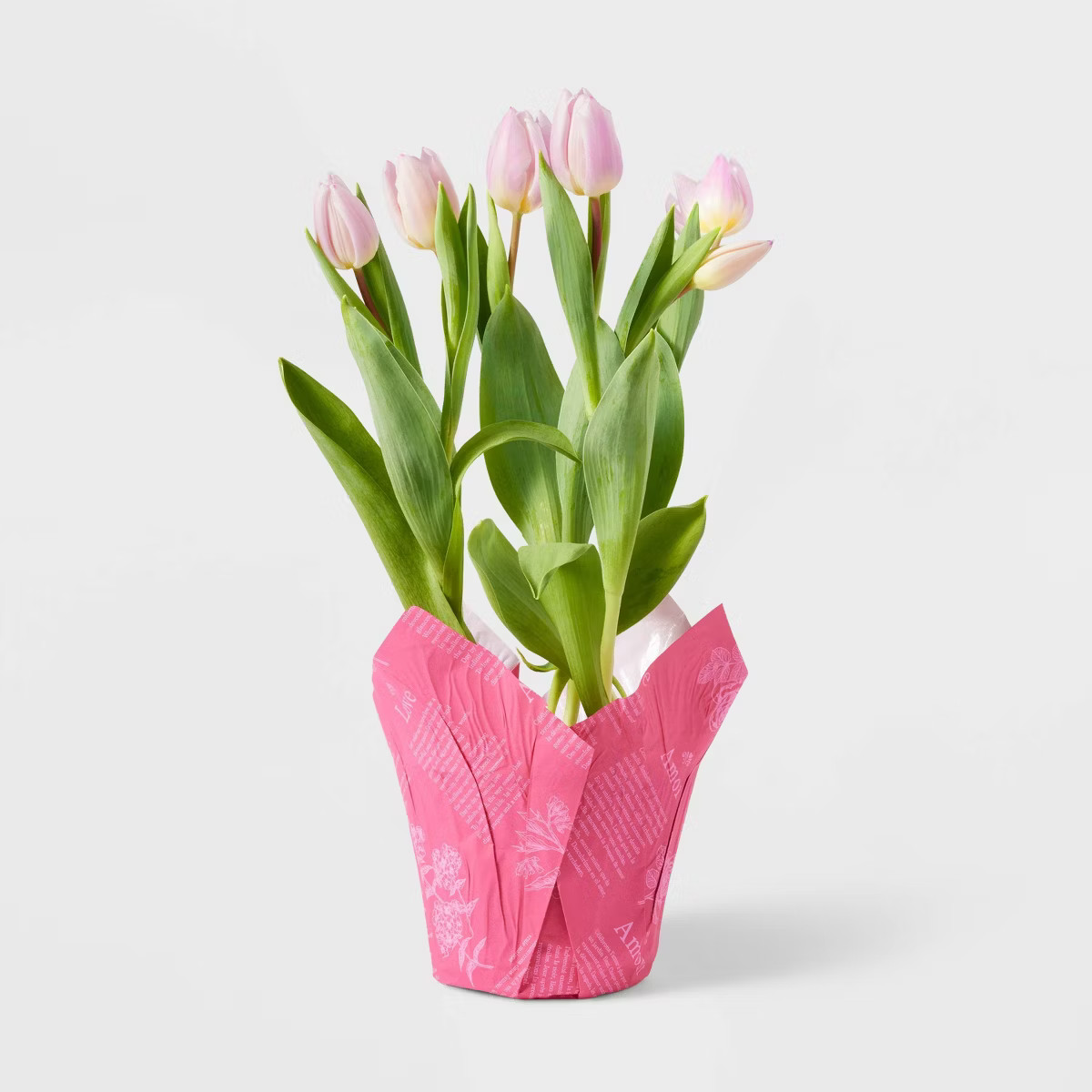 Live 6" Pink Tulip Potted Plant - Spritz™ | Target