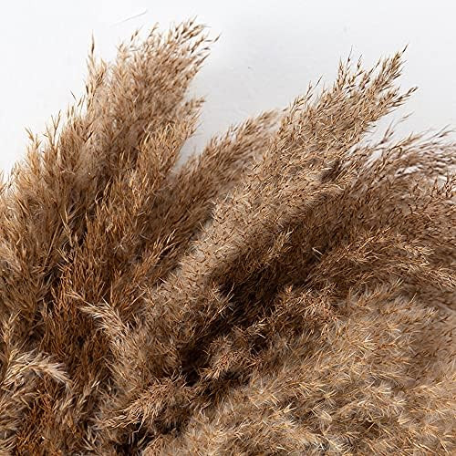 10 Stem Pampas Grass , 17"/45cm Natural Dried Pampas Grass Fluffy Stems Decor for Flower Arrangem... | Amazon (US)