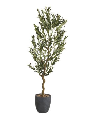 54in Olive Tree In Cement Pot | TJ Maxx