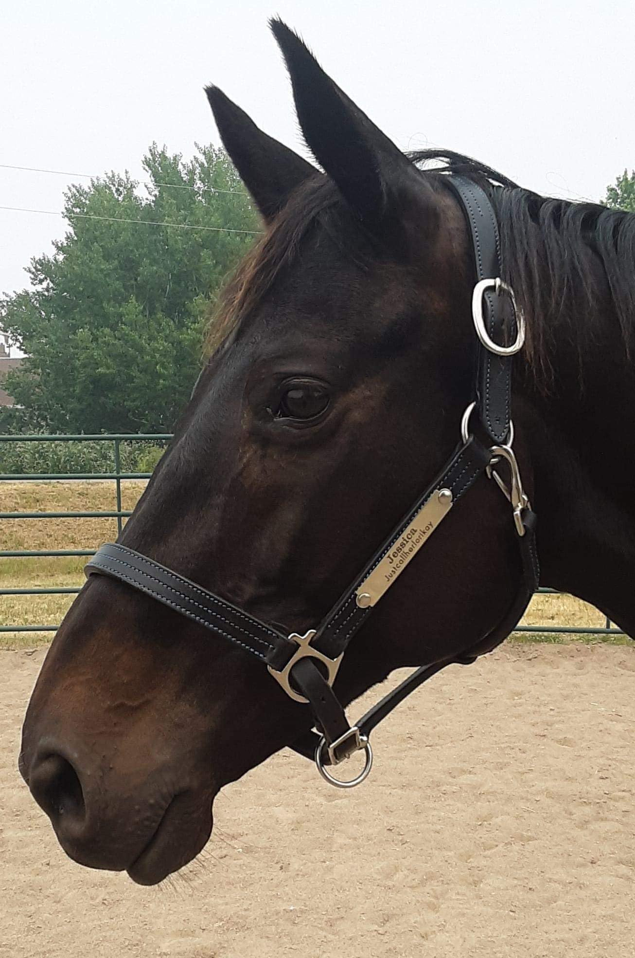 Leaders Leather Halter for Horses with Customized Engraved Name Plate Option Halter for Horse Bla... | Amazon (US)