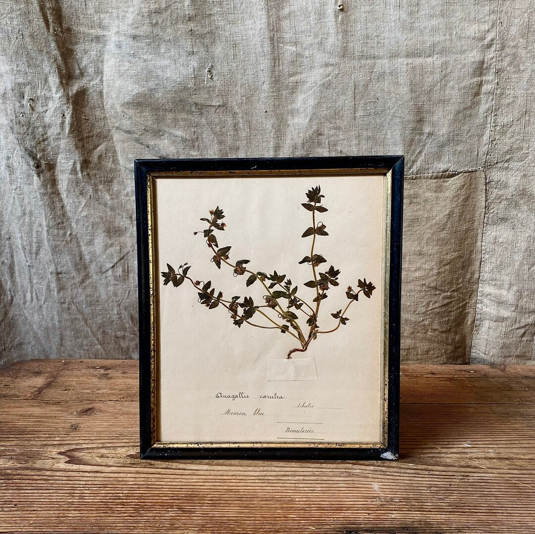 Antique French Magnificent Herbarium Sheet in a Black Frame - Etsy | Etsy (US)