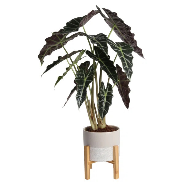 Costa Farms Live Elephant Ear Plant in Planter | Wayfair North America