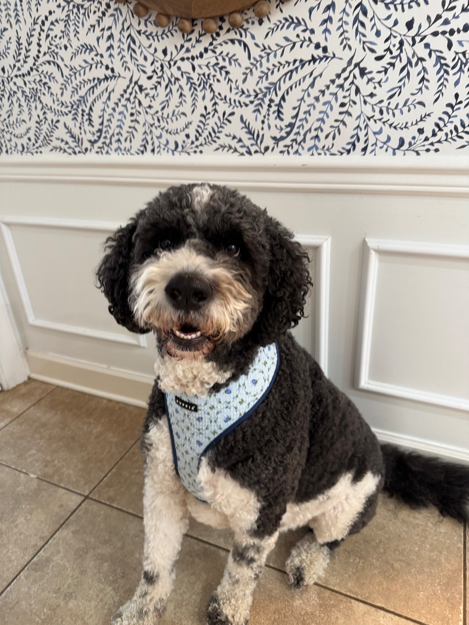 The cutest blue and white floral pup harness! The XL (like miles wears) is less than $9!

#LTKPets