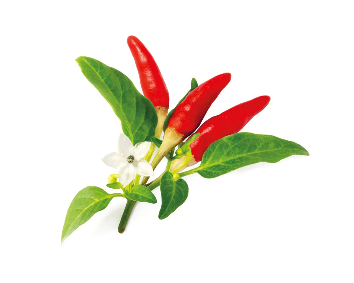 Red Hot Chili Pepper Plant Pods | Click & Grow