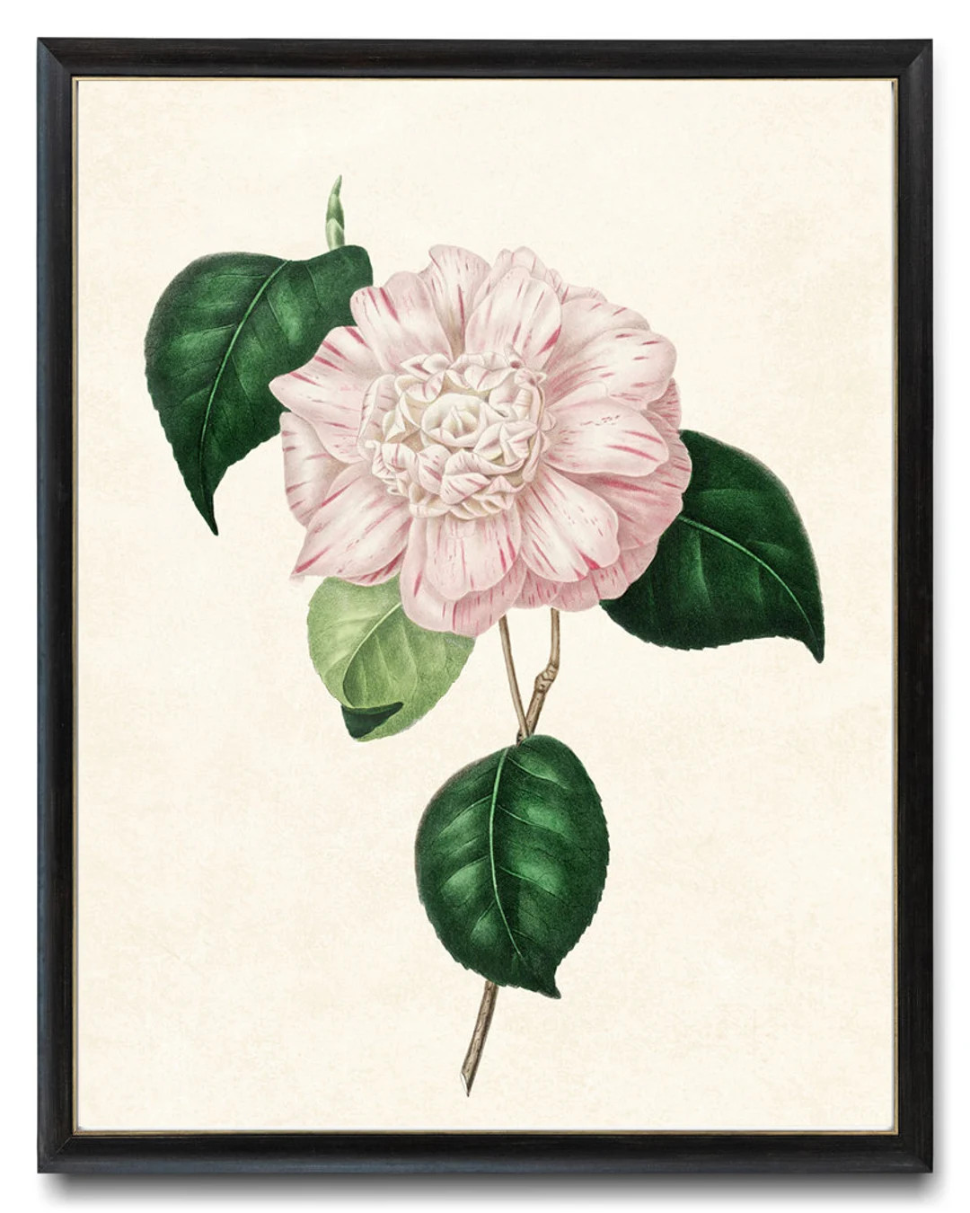 Print up to 24x30 Inches Blush Pink Camellia Printable Art, Vintage Flower Illustration, Botanica... | Etsy (US)