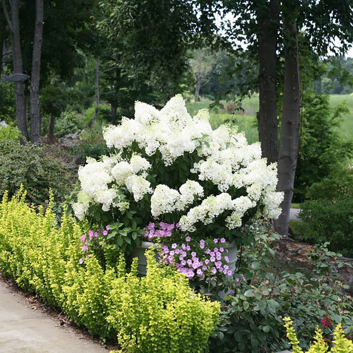 Proven Winners 1 -Quart Bobo Panicle Hydrangea (Paniculata) Flowering Shrub with White Blooms 1.0 -Pack | HYDPRC1087800 | Lowe's