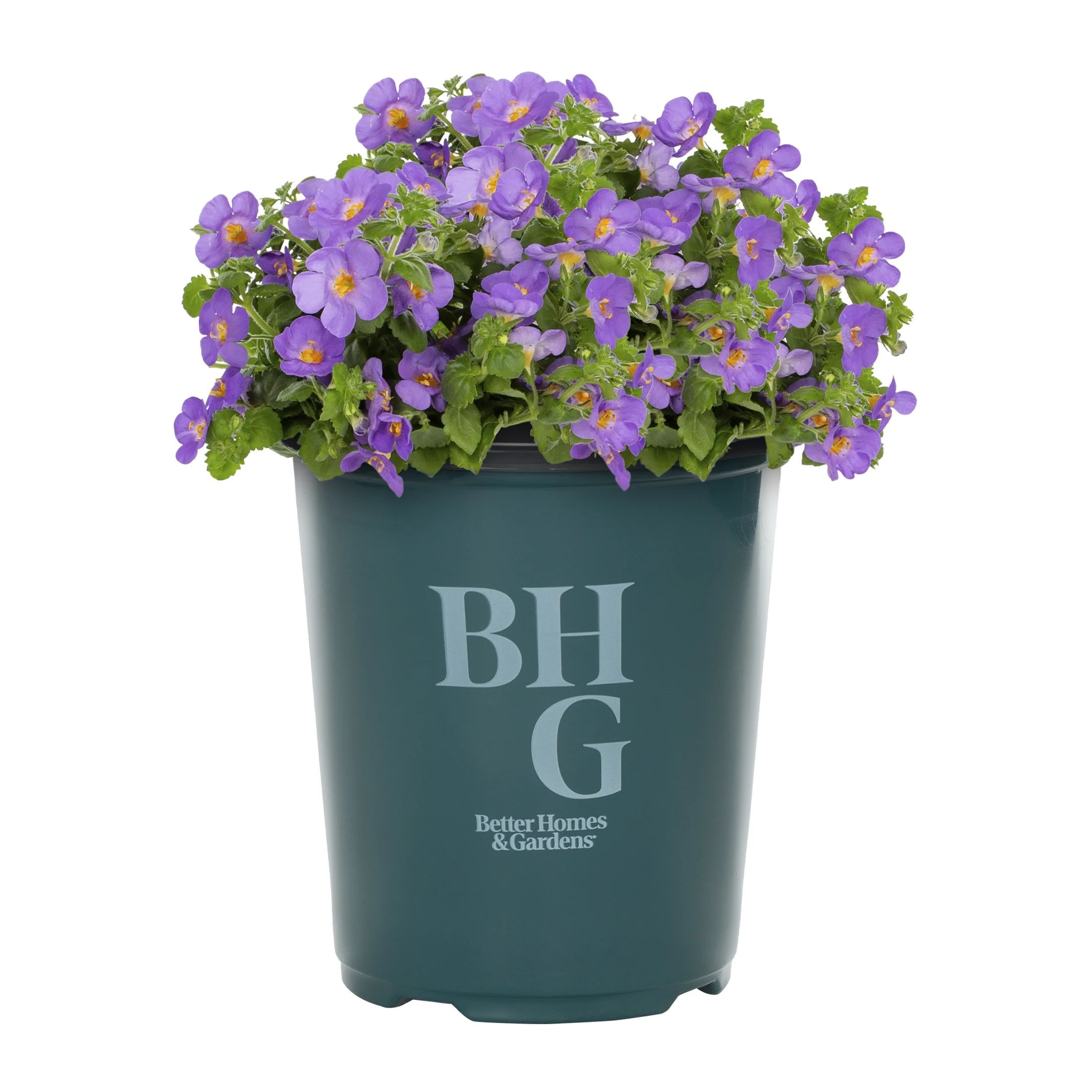 Better Homes & Gardens 1 Quart Purple Bacopa Annual Live Plant 5-Count with Grower Pot | Walmart (US)