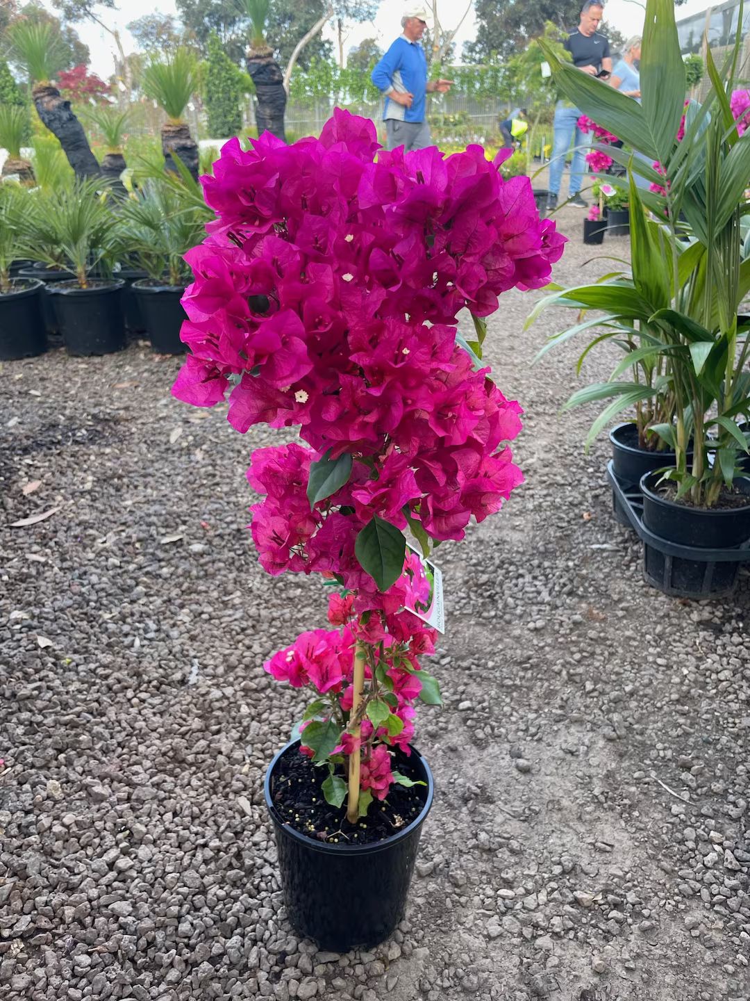 Bougainvillea Magenta Trellis 24-36 Inches in Height Ships - Etsy | Etsy (US)