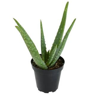 Live Aloe Vera Succulent Plant, (Approx. 10in. Tall), 3.5in. Grower Pot, Easy Live Houseplant, Po... | The Home Depot
