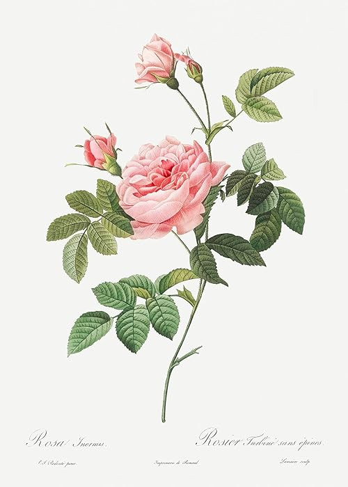 Eurisko Studios Botanical Plant Print - Boursault Rose (Rose Turbine without Thorns) by Pierre Jo... | Amazon (US)
