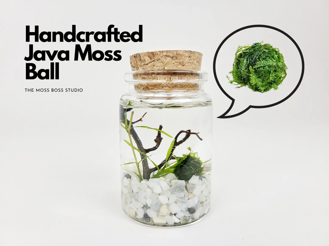 Eli Nano Java Moss Ball Terrarium DIY Craft Kit for Office Desk Accessories Christmas Day Gifts F... | Etsy (US)