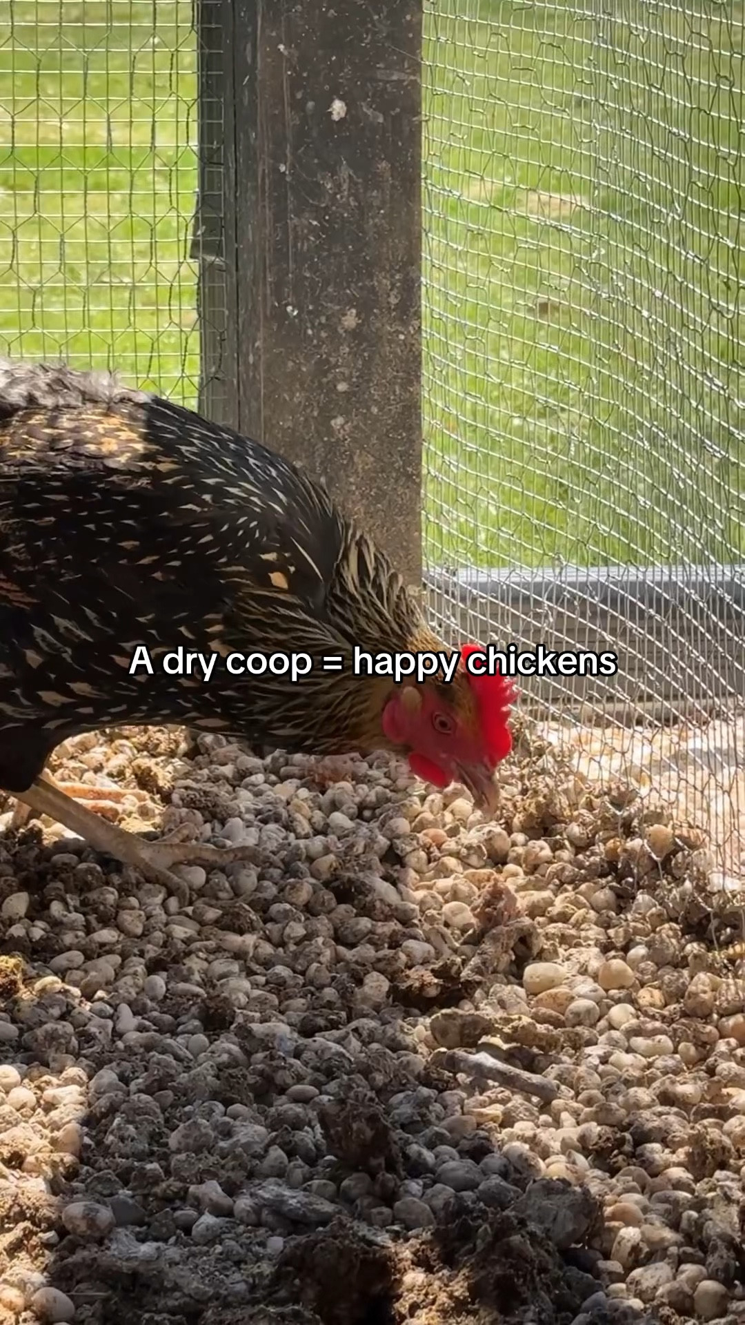 First Saturday like is a must in the chicken coop and run! It has so many amazing benefits!!! 

#LTKvlog #LTKdayinmylife