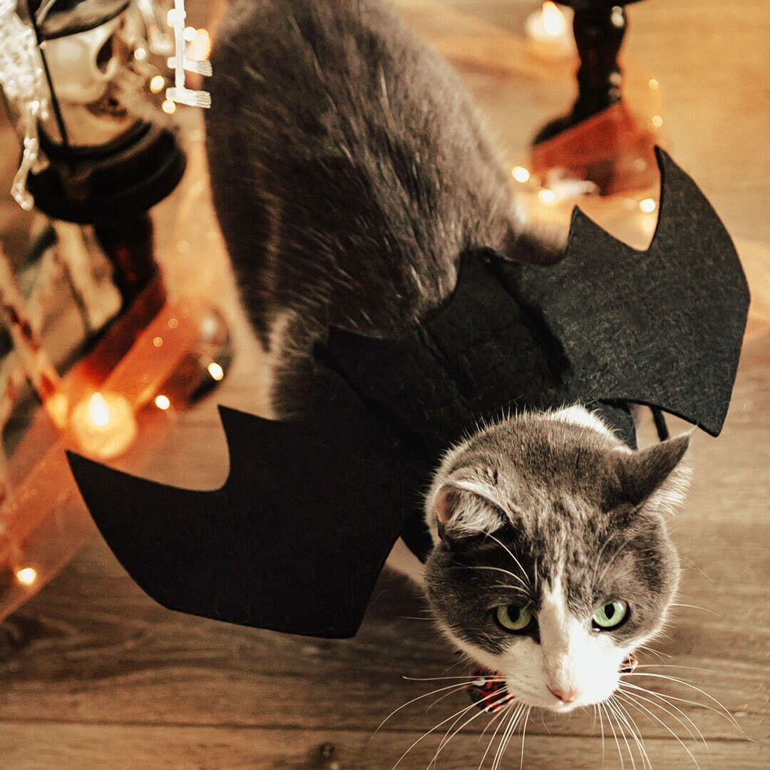 Bat Wing Costume for Cat / Halloween Photo Prop for Pet / Adjustable Straps / Cat Halloween Costu... | Etsy (US)