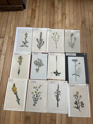 William Curtis Antique Hand Colored Engraving Lot Of 12 Botanical Prints | eBay US