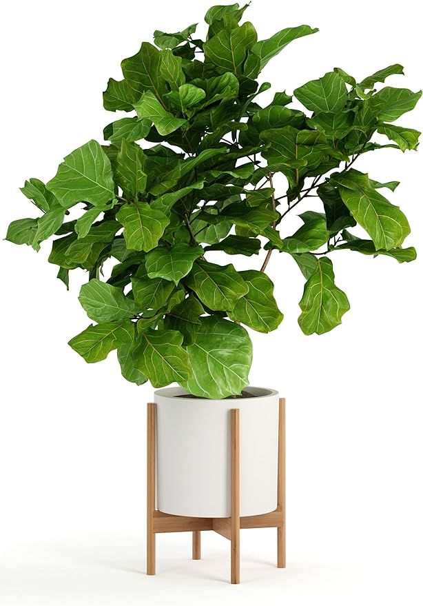 Fox & Fern Modern Plant Stand with 12" Pot - Including White Planter Pot - Drainage Plug - Acacia... | Amazon (US)