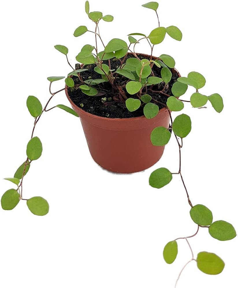 Biblical Angel Vine - Muehlenbeckia - Houseplant/Terrarium/Fairy Garden-2.5" Pot | Amazon (US)