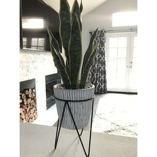 1.8FT TTL Height Snake Plant - ONE-SIZE | Bed Bath & Beyond