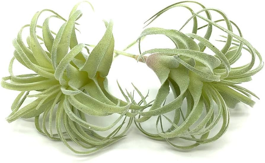 2 PCS Artificial Succulents Plants Real Touch Lifelike Succulants Plants Faux Greenery Plants Gar... | Amazon (US)