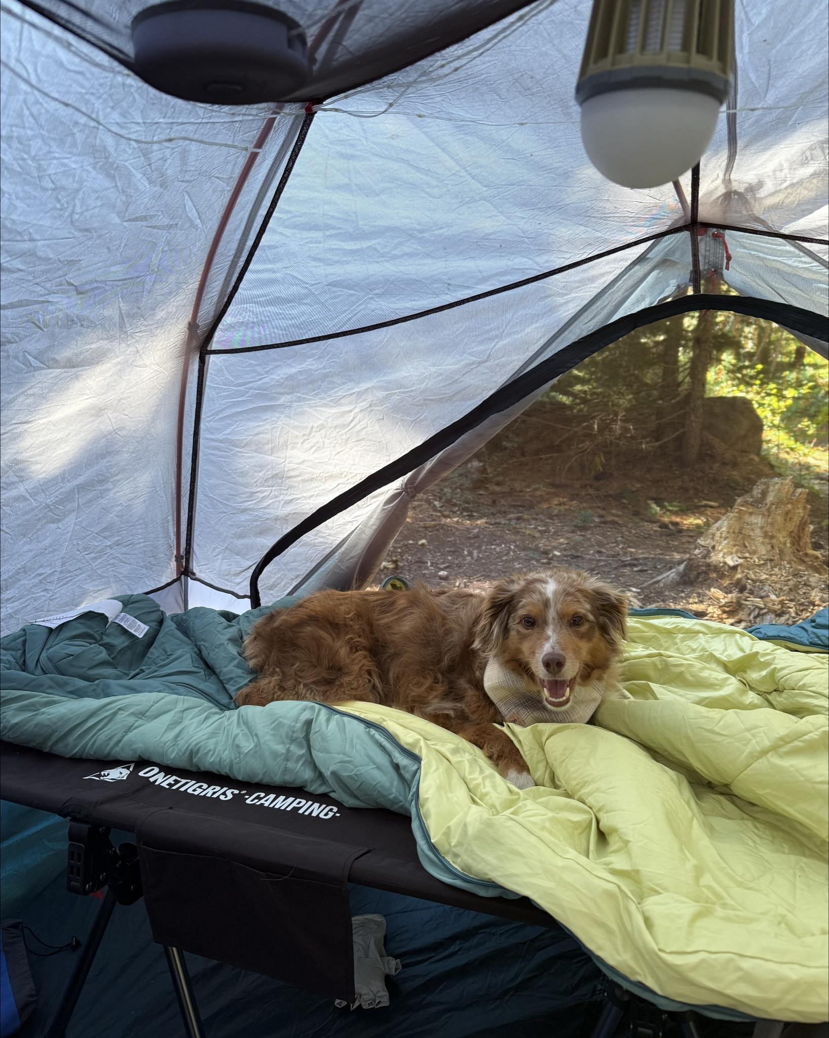Ayce is so happy with our new elevated camping cot! It so much more comfortable than sleeping on the floor & is elevated enough to provide storage under the cots!