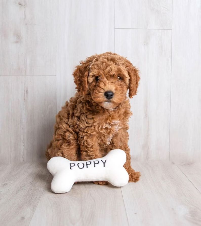 Personalised  Squeaky Bone  Dog Gift  Handmade Gift  Dog - Etsy | Etsy (US)