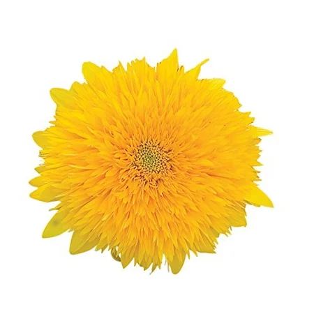 Burpee Teddy Bear Sunflower Seeds 150 seeds | Walmart (US)