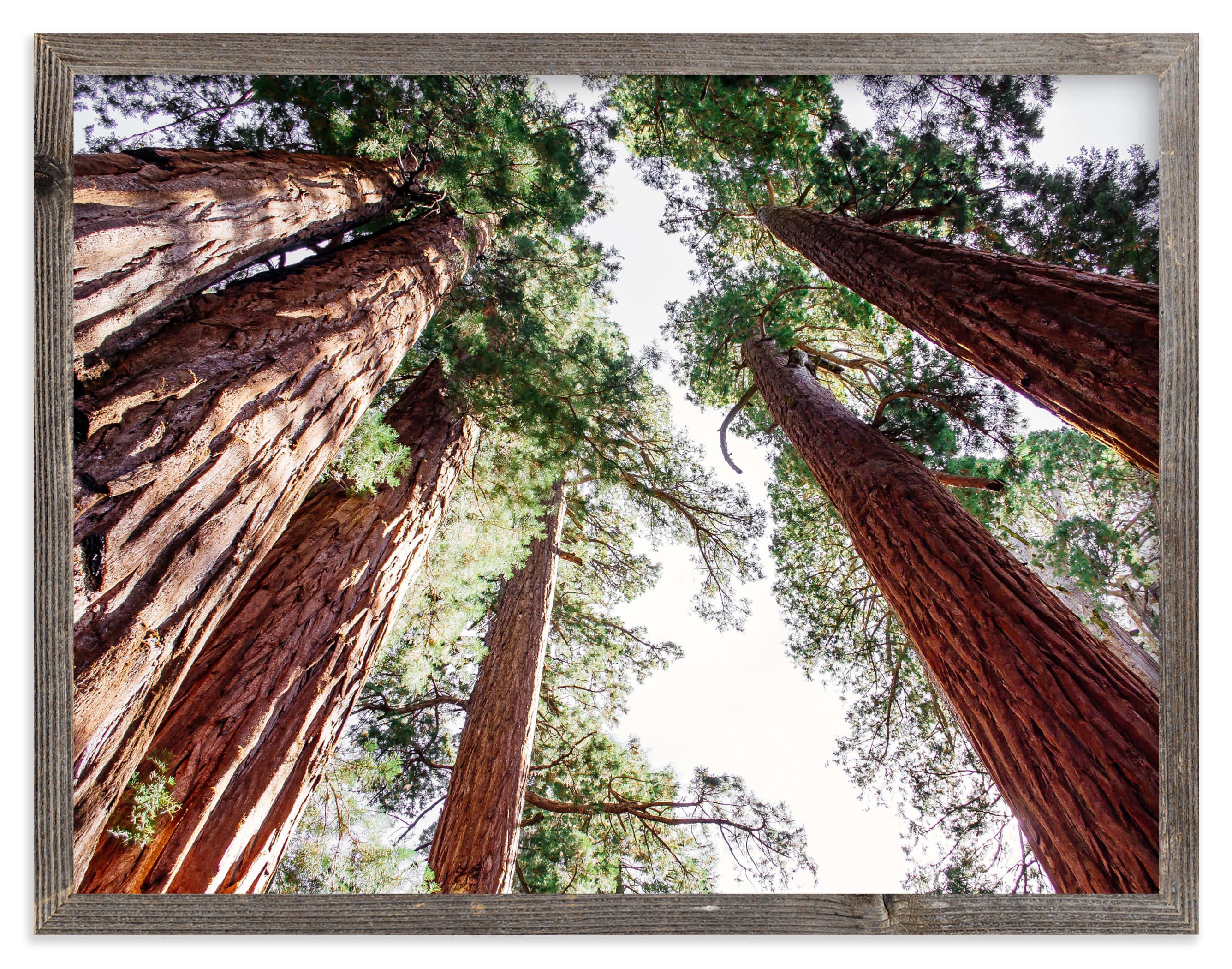 "Soaring Sequoias" - Photography Limited Edition Art Print by Matthew Sampson. | Minted