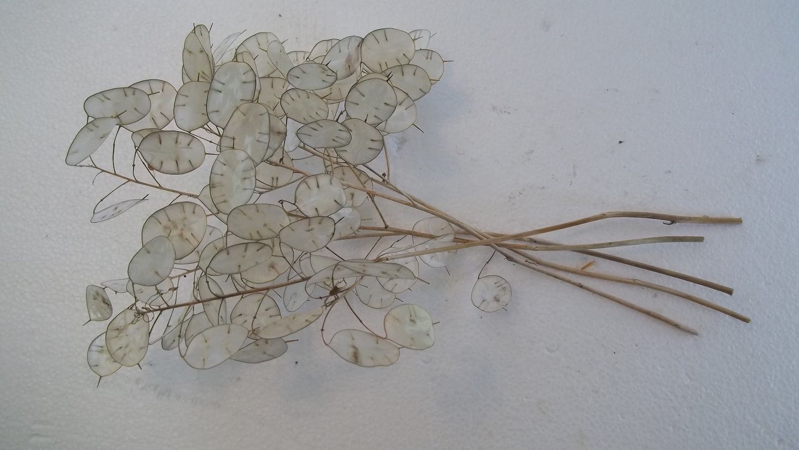Five dried Lunaria Stems with Silver Dollar Seed | Etsy | Etsy (US)