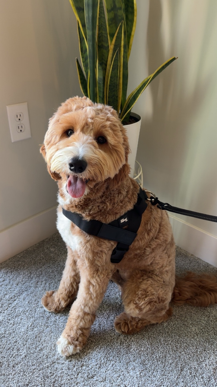 No-pull training with our 1 year old goldendoodle! 

#LTKActive #LTKmomlife #LTKdayinmylife