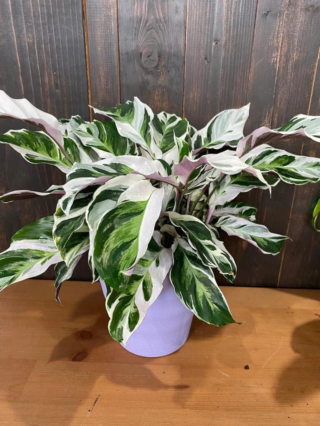 Calathea Fusion White – Live Variegated Tropical Plant for Home or Office – Beginner Friendly... | Etsy (US)