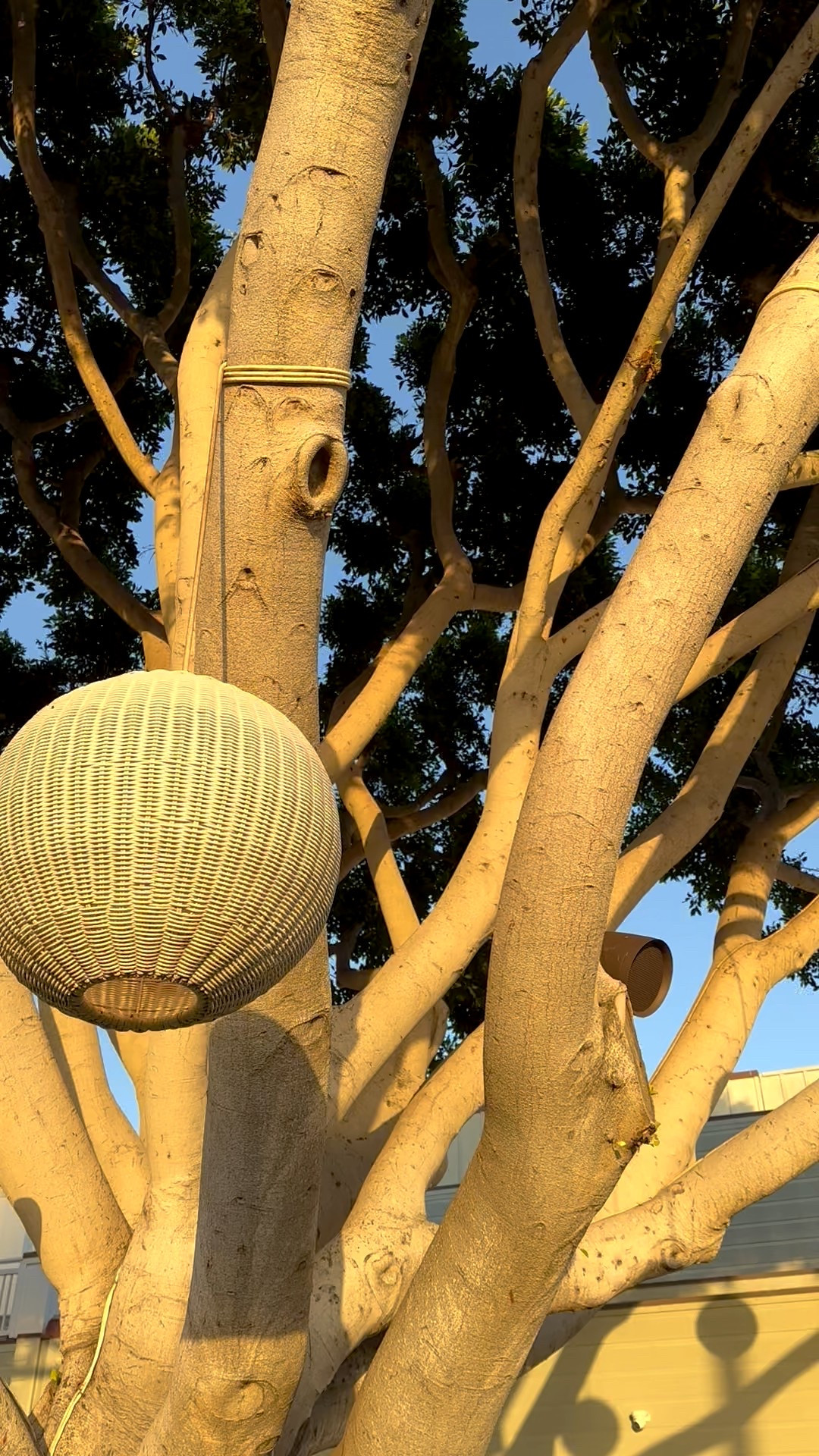 Rattan lighting, setting the mood effortlessly.. 

#rattanlighting #coastalliving #elevatedhome #lightinginspo #designmood #warminteriors #homedetails #interiorstyle

#LTKdayinmylife #LTKHome