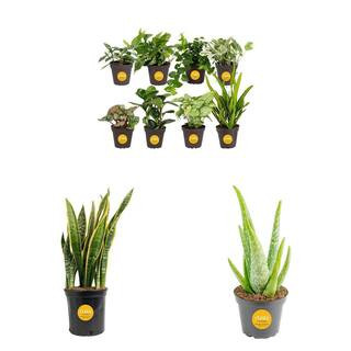 Costa Farms Sansevieria Laurentii Snake Plant 8.75 in, Exotic Angel Plant 3.8 in, Aloe Vera 4 in.... | The Home Depot