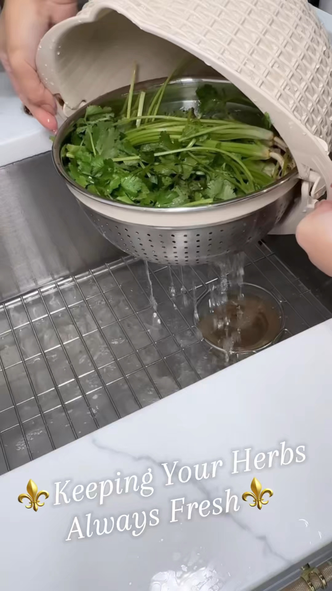 ⚜️Keeping your herbs always fresh⚜️ Amazon kitchen essential you need in your kitchen to keep your fruits and veggies clean and fresh. No more dull and waste of your fresh herbs.

#LTKHome #LTKFindsUnder50 #LTKVideo