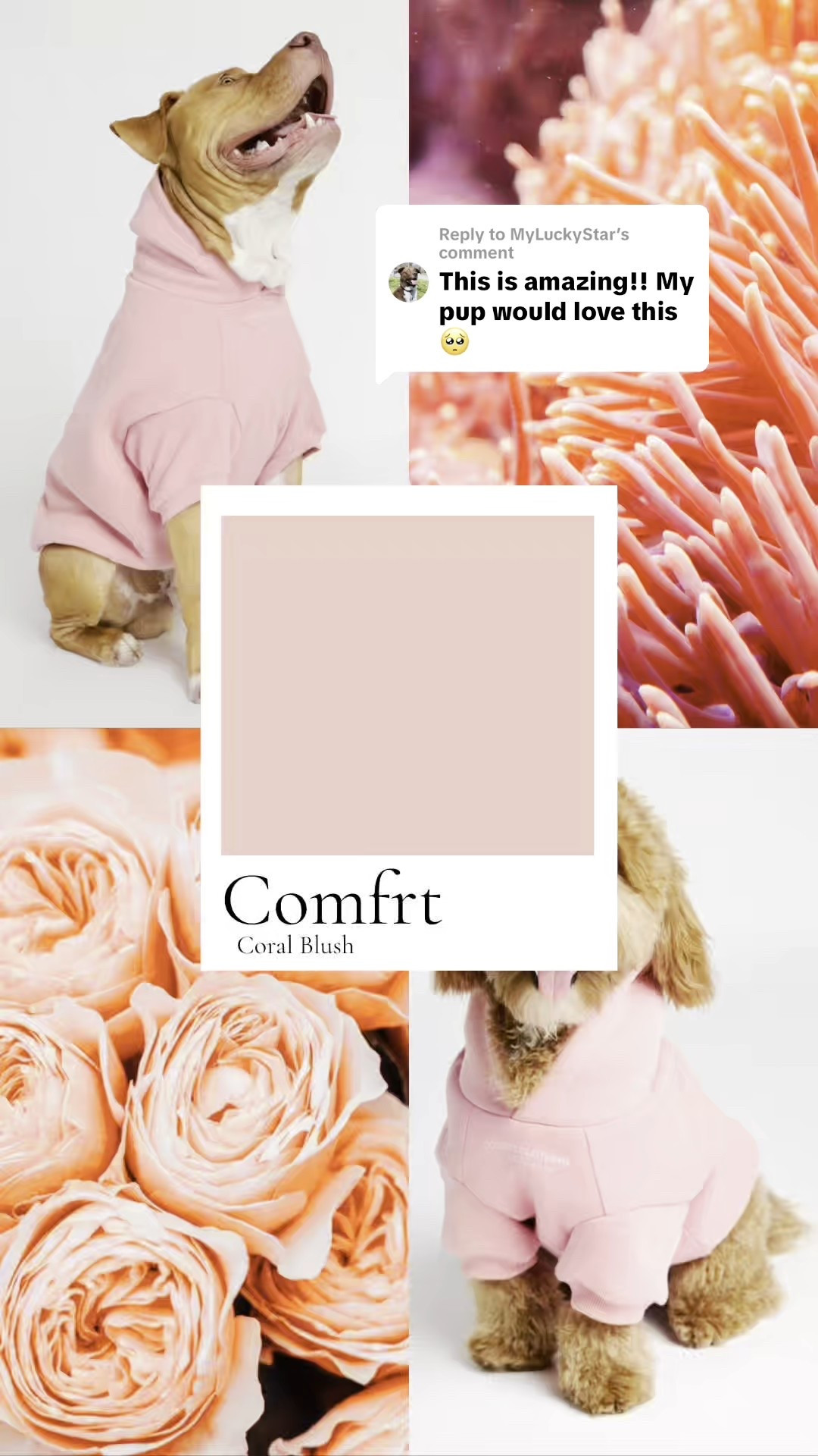 love this #comfrt paws color

#LTKSaleAlert #LTKFindsUnder50 #LTKPets