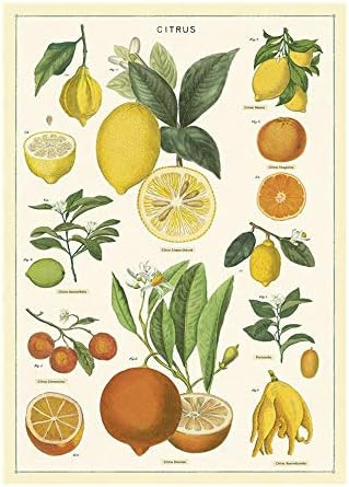 Cavallini Papers & Co. Inc, Citrus Wrap, 20x28 inches (WRAP/Citrus) | Amazon (US)