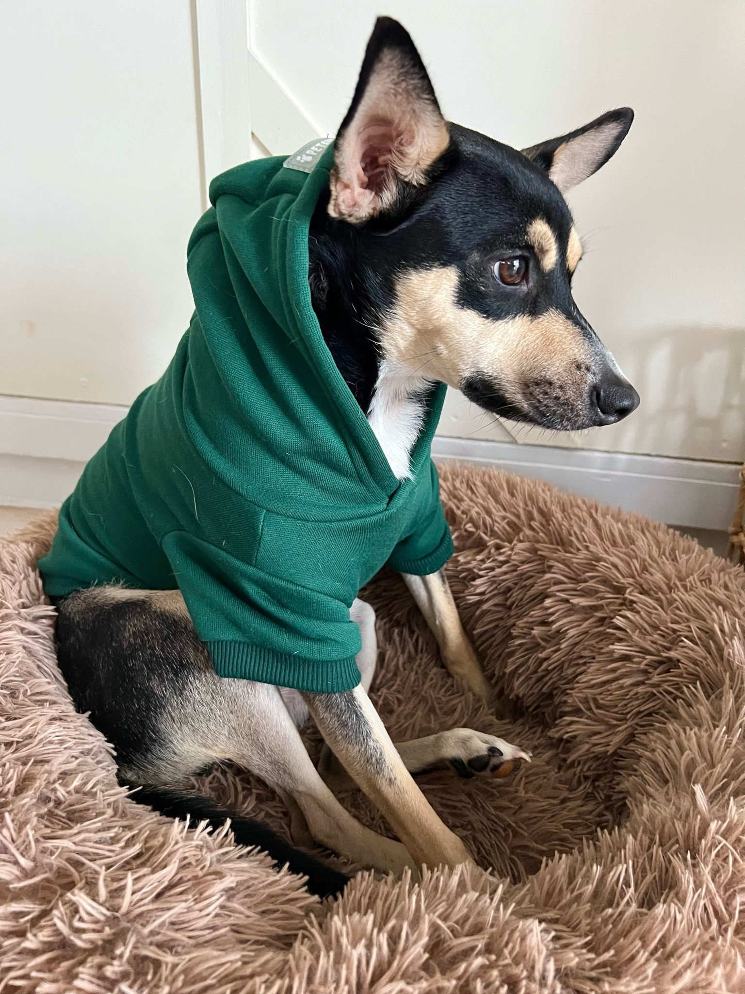 Cold rainy days call for hoodies! 
Molly is 24 lbs wearing a medium.
#dogs #pets #doghoodie #dogclothes

#LTKunder50
