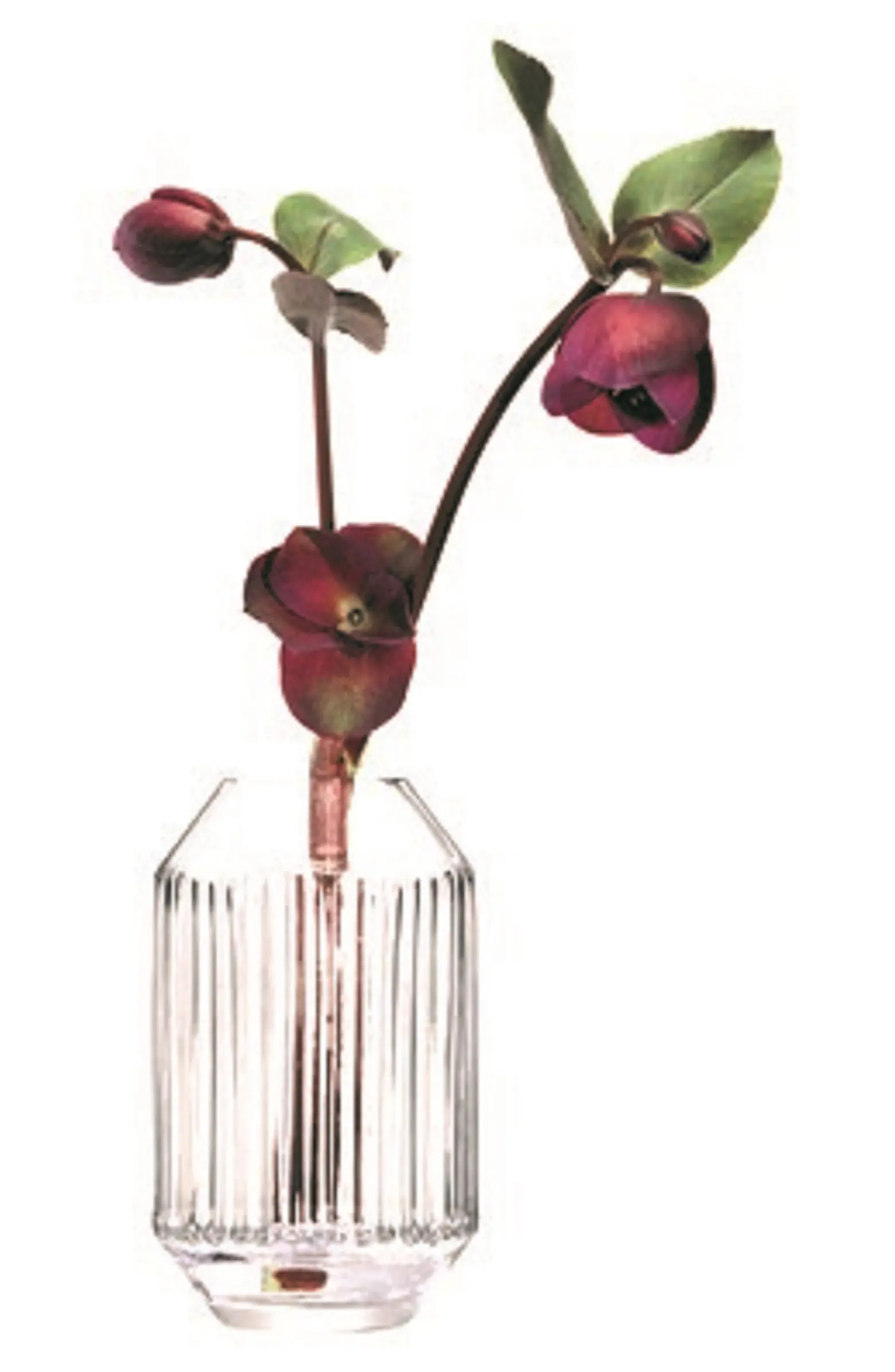 LSA Rotunda Vase | Nordstrom | Nordstrom